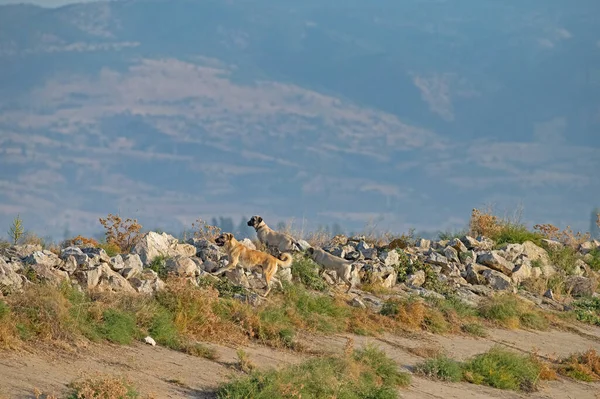 Köpekler sulak arazide geziniyor..