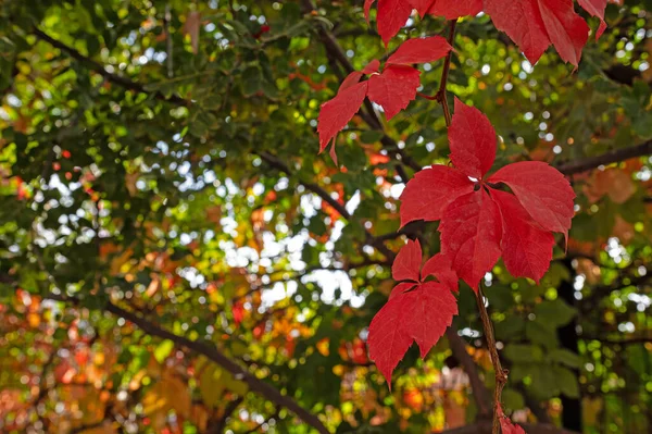 stock image Red colored leaves in autumn.