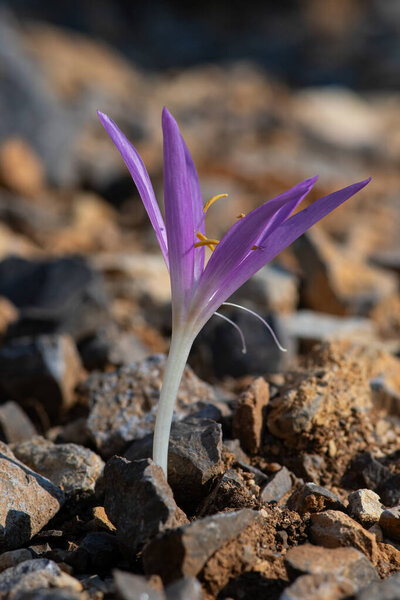 Beautiful autumn crocus (Colchicum autumnale) on a sunny day. Close-up.