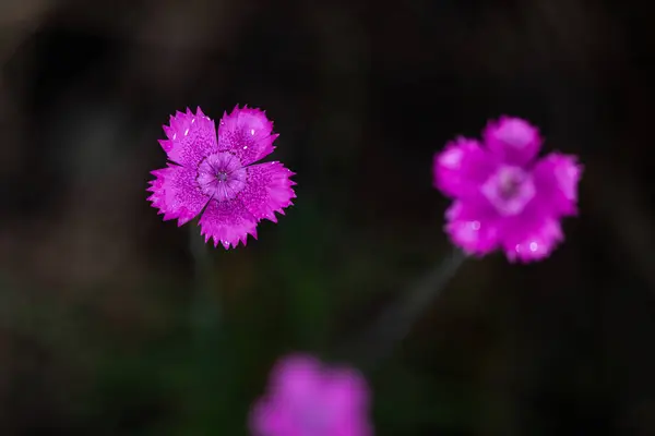 Wild carnation, dianthus, pink in colour. Dianthus sylvaticus. Close-up of a pink carnation flower.