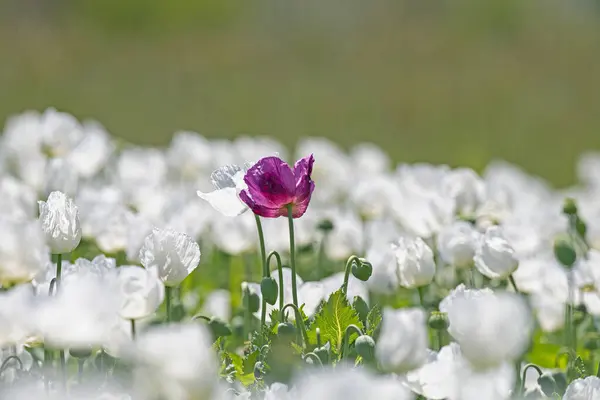 Close-up purple poppy flower between white poppy flower.