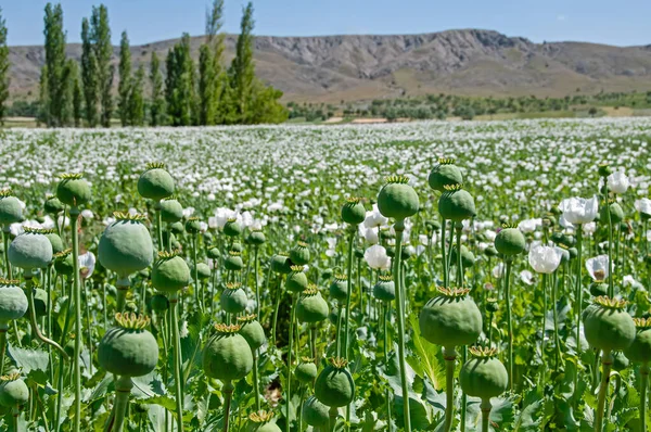 White poppy flower field in Burdur. White flower field.
