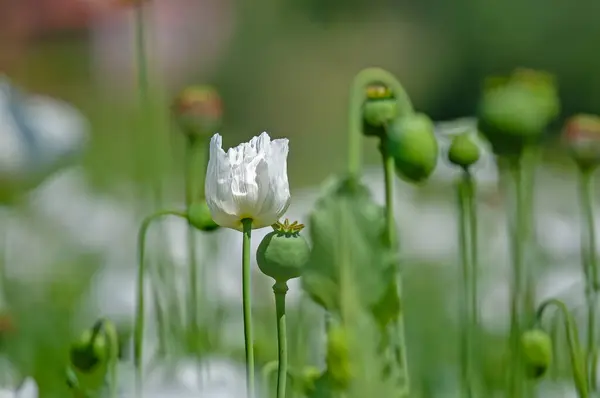 White poppy flower field in Burdur. Close-up of white poppy flower.
