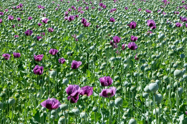 Purple poppy flowers in a field (Papaver somniferum). Poppy, agricultural crop.