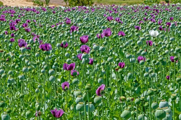 Purple poppy flowers in a field (Papaver somniferum). Poppy, agricultural crop.