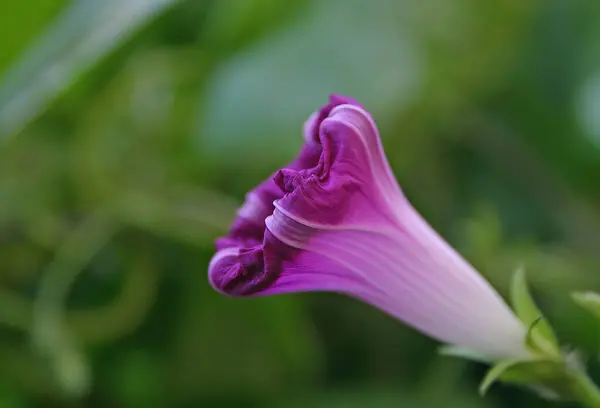 Morning glory in purple on a green background.
