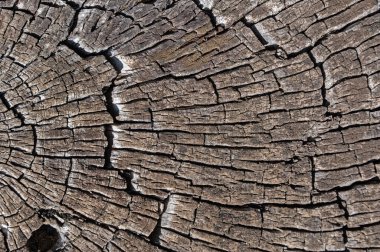 Doğada kesilmiş kahverengi bir çam ağacının doğal dokusu..