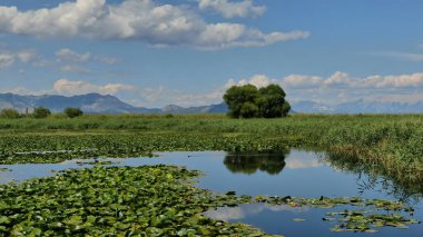 Baharda sulak arazi, yeşil sazlıklar, sudaki ağacın yansıması, bulutlu mavi gökyüzü..