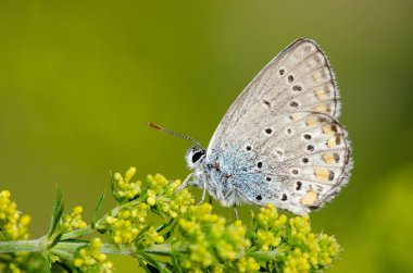 Erkek Anadolu Zephyr Blue 'nun (Plebejus modicus)