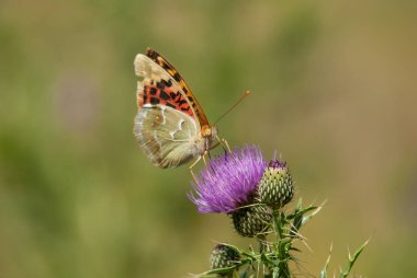 Akdeniz Fritilleri (Argynnis pandora) açık arazide çok hızlı uçan bir kelebektir. Mor bir çiçekte kelebek.