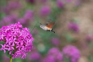 Baraj gölündeki balık kafeslerinin havadan görünüşü. Golhisar, Burdur, Türkiye.