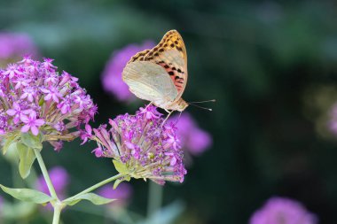 Akdeniz Fritilleri (Argynnis pandora) açık arazide çok hızlı uçan bir kelebektir. Pembe bir çiçekte kelebek.