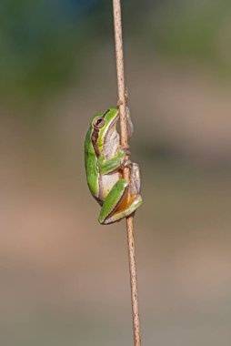 Türkiye 'deki fabrikaya yeşil kurbağa tırmanıyor. Hyla Orientalis fabrikaya tırmanıyor. Komik kurbağa..