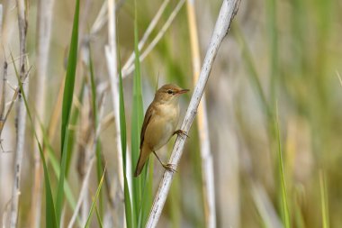 Yaygın sazlık bülbülü (Acrocephalus scirpaceus) sazlıklarda şarkı söyler