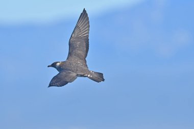 Antalya açıklarında parazit Jaeger (Stercorarius paraziticus).