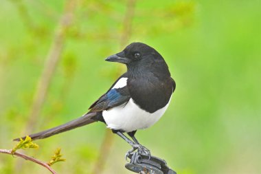 Avrasya saksağanı, yaygın saksağan (Pica pica). Yeşil arkaplan