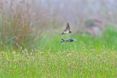 Yeşil arka planda uçan bir Ahır Kırlangıcı (rustica hirundo).