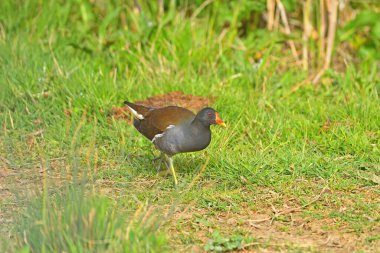 Ortak Moorhen (Gallinula kloropusu) çimenlerde geziniyor.