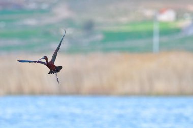 Glossy Ibis gölün üzerinde uçuyor. Ibis, Ibis familyasından bir kuş türüdür (Threskiornithidae).).