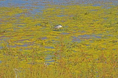 Siyah taçlı Gece Balıkçıl (Nycticorax nycticorax) gölde sarı alglerde avlanıyor.