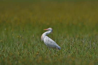 Doğal bir bölgedeki çimlerin üzerinde bir Batılı Egret (Bubulcus ibis).