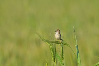 Narin Prinia buğday başağında oturuyor, Prinia lepida