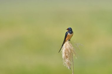 Barn Swallow (Hirundo rustica) kuru bir saz bitkisinin üzerinde duruyor