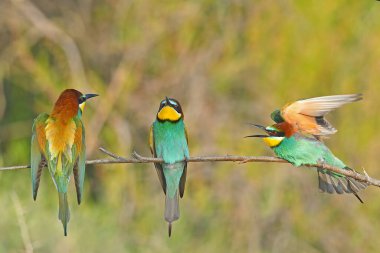 Avrupa Arı Yiyen (Merops apiaster) bir dal üzerinde savaşıyor