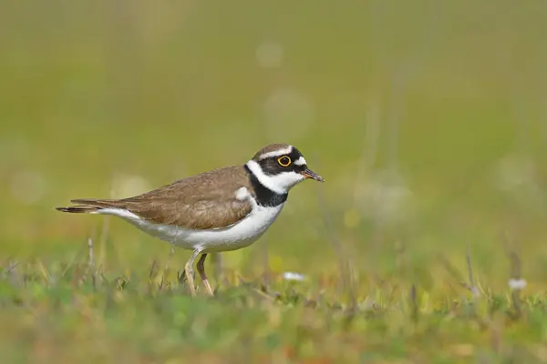 stock image Little Ringed Plover (Charadrius dubius) feeding on green grass.