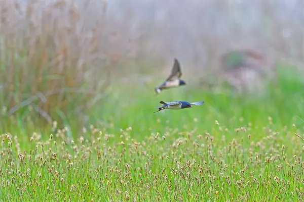 緑の背景の前に飛んでいるバーン スワロー スラティカ ハイドン — ストック写真