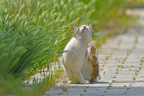 Boynunu kaşıyan beyaz bir kedi..