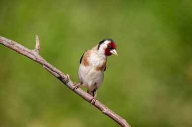 Avrupa ispinozu, bir dalda. Latince adı Carduelis Carduelis. Yeşil, bulanık arkaplan.