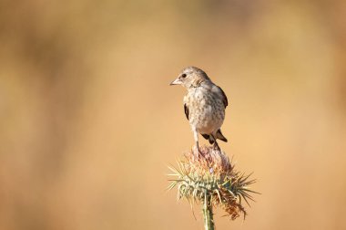 Avrupa ispinozu devedikeni tohumlarıyla beslenir. Avrupa ispinozu, ya da basitçe ispinoz, Latince adı Carduelis carduelis, bir devedikeni dalına tünemiş..