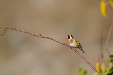 Avrupa ispinozu, bir dalda. Latince adı Carduelis Carduelis. Yeşil, bulanık arkaplan.