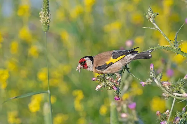 stock image The European goldfinch feeds on thistle seeds. European goldfinch, or simply goldfinch, Latin name Carduelis carduelis, perched on a thistle branch