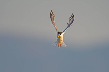 Gölün üzerinde uçan küçük bir deniz kabuğu.