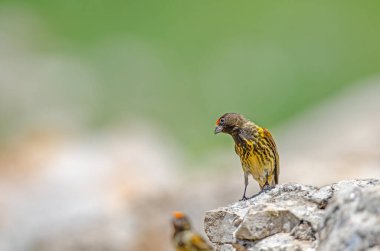 Kırmızı önlü serin erkek, Serinus pusillus, bir kayanın üzerinde.