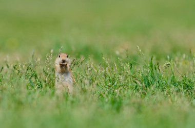 Anadolu Souslik-Zemin Sincabı, Spermophilus xanthoprymnus