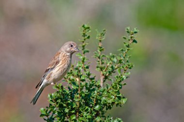 Quercus coccifera üzerine ortak Linnet (Linaria cannabina). Kahverengi arkaplan.