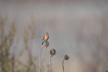 Erkek bireysel Linnet (Linaria cannabina) devedikeni üzerinde.