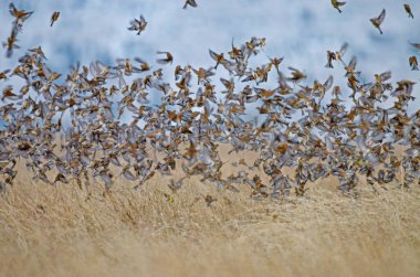 Ortak Linnet (Linaria cannabina) bir grup halinde uçuyor.