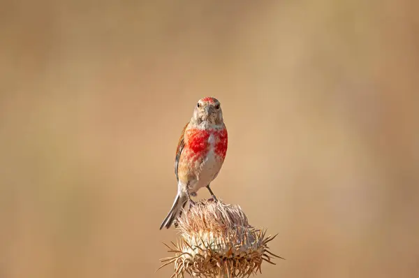 Erkek bireysel Linnet (Linaria cannabina) devedikeni üzerinde.