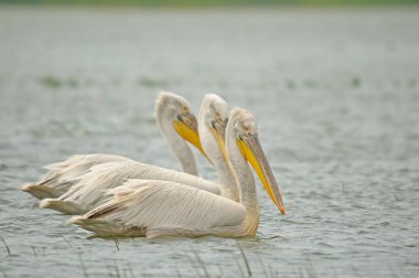 Manyas Gölü 'nde yüzen Dalmaçyalı Pelikan (Pelecanus crispus).