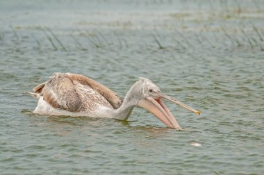 Dalmaçyalı Pelikan (Pelecanus crispus) bir balıkçı tarafından atılan balıkları yakalamaya çalışıyor. Dalmaçyalı Pelikan avlamak. Dalmaçyalı Pelikan beslenmesi.