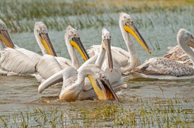 Manyas Gölü 'nde balık yiyen Dalmaçyalı Pelikan (Pelecanus crispus). Dalmaçyalı Pelikan avlamak. Dalmaçyalı Pelikan beslenmesi.
