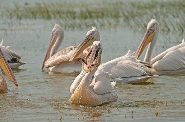 Manyas Gölü 'nde balık yiyen Dalmaçyalı Pelikan (Pelecanus crispus). Dalmaçyalı Pelikan avlamak. Dalmaçyalı Pelikan beslenmesi.
