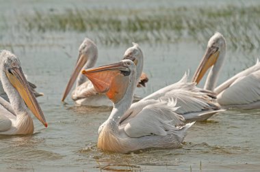 Manyas Gölü 'nde balık yiyen Dalmaçyalı Pelikan (Pelecanus crispus). Dalmaçyalı Pelikan avlamak. Dalmaçyalı Pelikan beslenmesi.