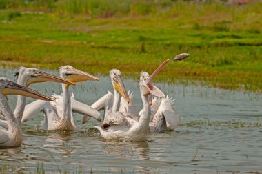 Dalmaçyalı Pelikan (Pelecanus crispus) balıkçılar tarafından Manyas Gölü 'ne atılan balıkları yer. Dalmaçyalı Pelikan avlamak. Dalmaçyalı Pelikan beslenmesi.