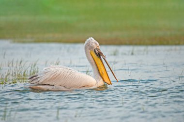 Manyas Gölü 'nde balık yiyen Dalmaçyalı Pelikan (Pelecanus crispus). Dalmaçyalı Pelikan avlamak. Dalmaçyalı Pelikan beslenmesi.