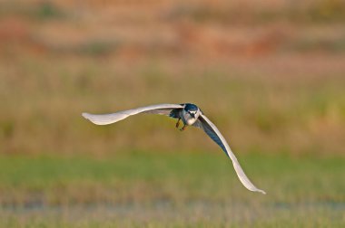 Kara Taç Giyen Gece Balıkçıl (Nycticorax nycticorax) bir sulak arazide uçuyor. Karatas Gölü, Burdur, Türkiye.